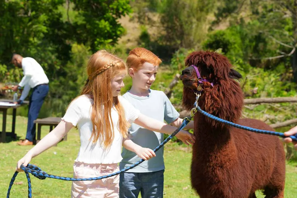 Two kids, a boy and a girl, holding an alpaca at O'Reilly's Canungra