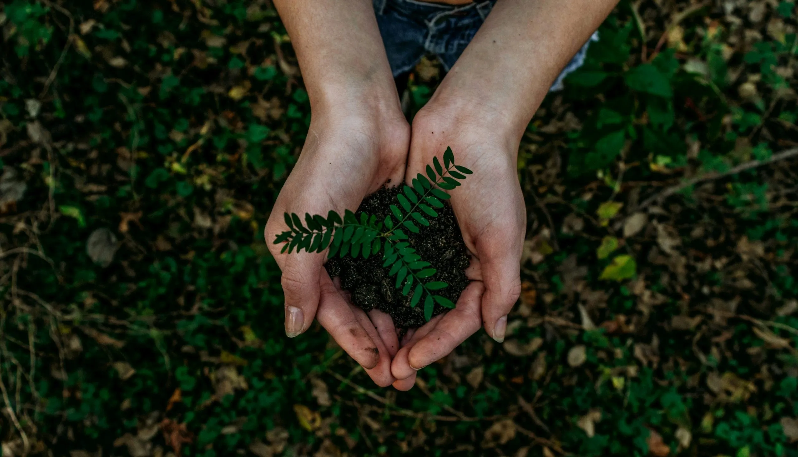 Close-up of a female's hand holding a small tree, with a dense forest in the background