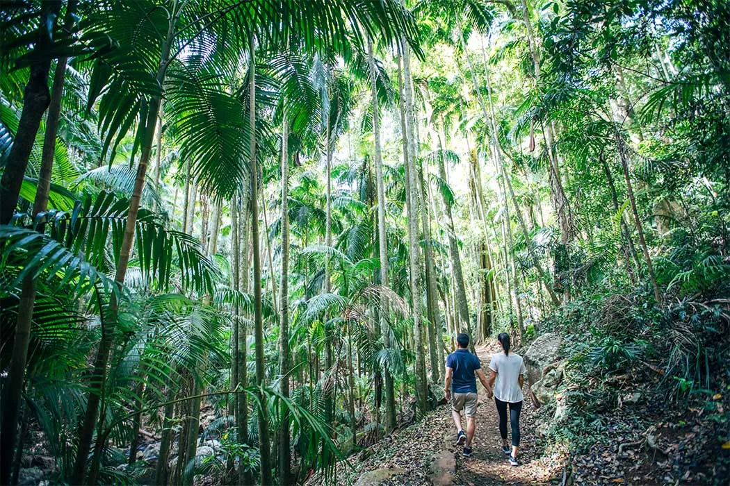 A couple walks hand in hand through the dense, green rainforest of the Gold Coast hinterland, with sunlight filtering through the trees, illuminating the soil path scattered with tree leaves