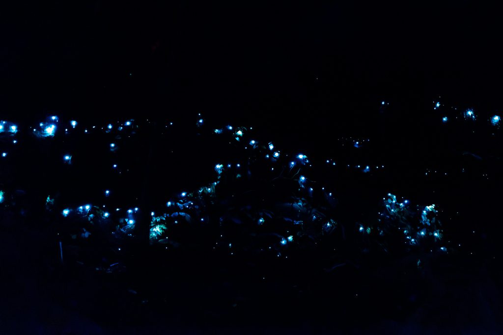 Glow Worms