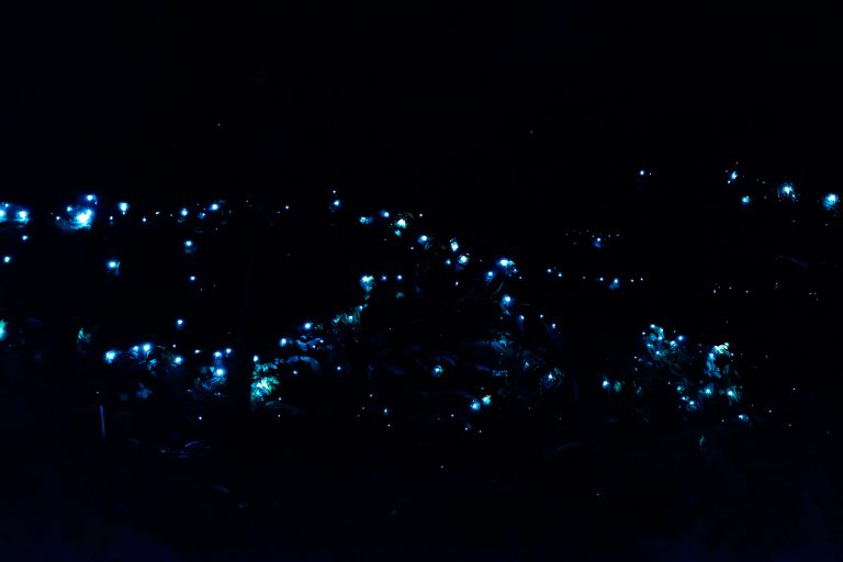 Glow Worm Experience