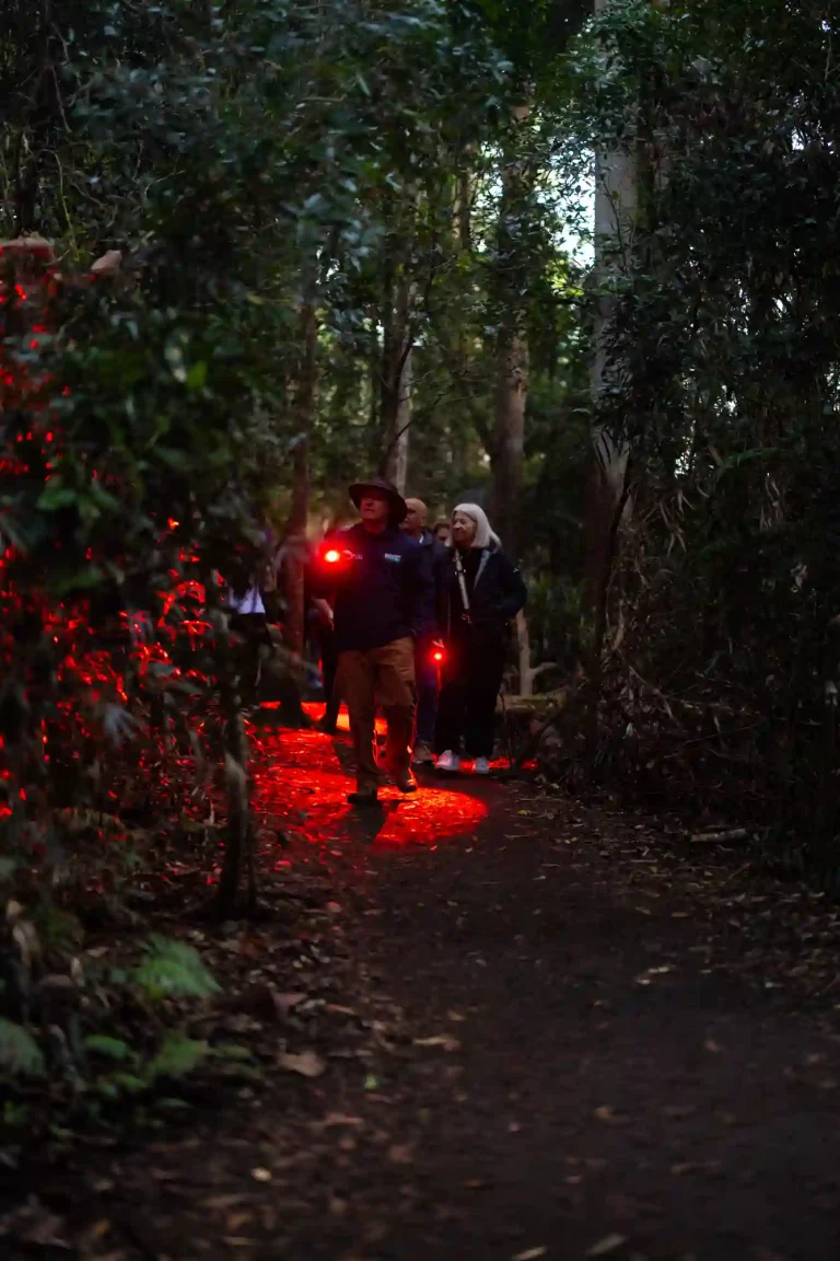 Guided Rainforest Walk at Dusk