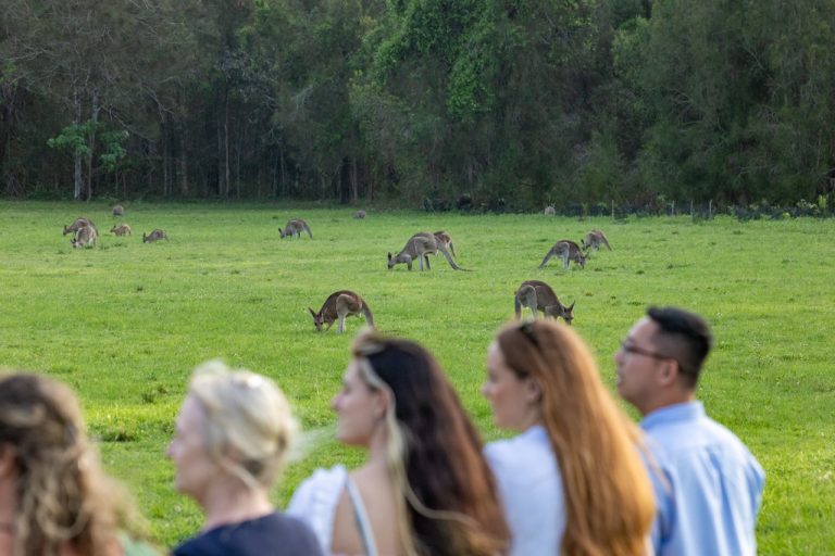 Coombabah Lakelands Conservation Park – Kangaroo & Koala Spotting